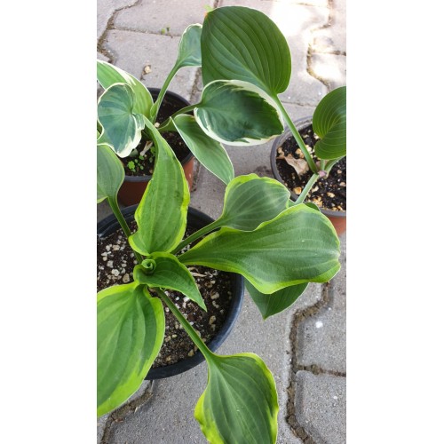 Комплект 3 броя Хости / Hosta (различни цветове)