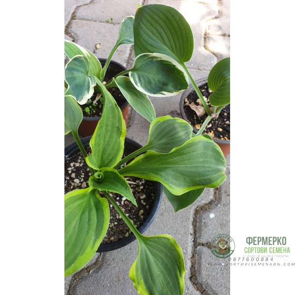 Комплект 3 броя Хости Hosta (различни цветове)