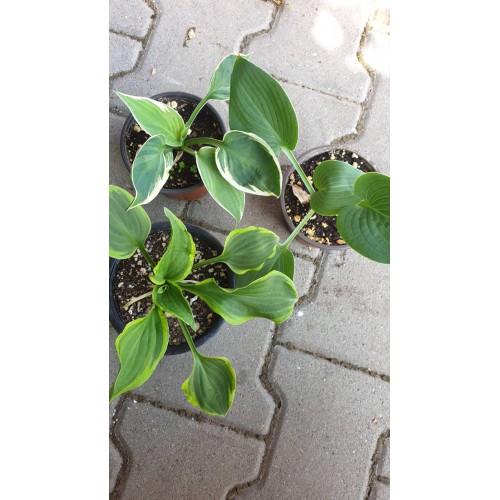 Комплект 3 броя Хости / Hosta (различни цветове)