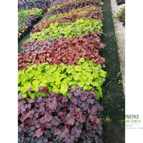 Хойхера в саксия - НОВО зареждане - различни цветове