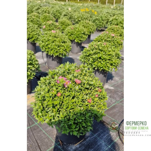 Хризантема в саксия - Ф17 (различни цветове)