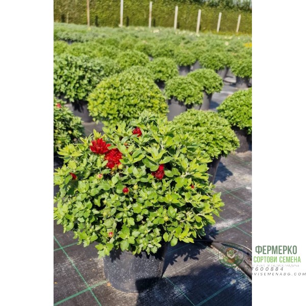 Хризантема в саксия - Ф17 (различни цветове)