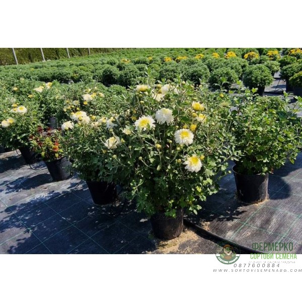 Лятна Хризантема в саксия Ф17 (бяла) - цъфти цяло лято