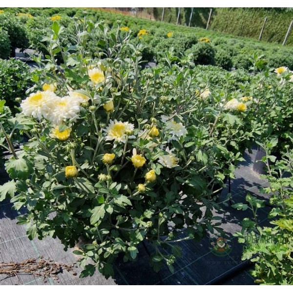 Лятна Хризантема в саксия Ф17 (бяла) - цъфти цяло лято