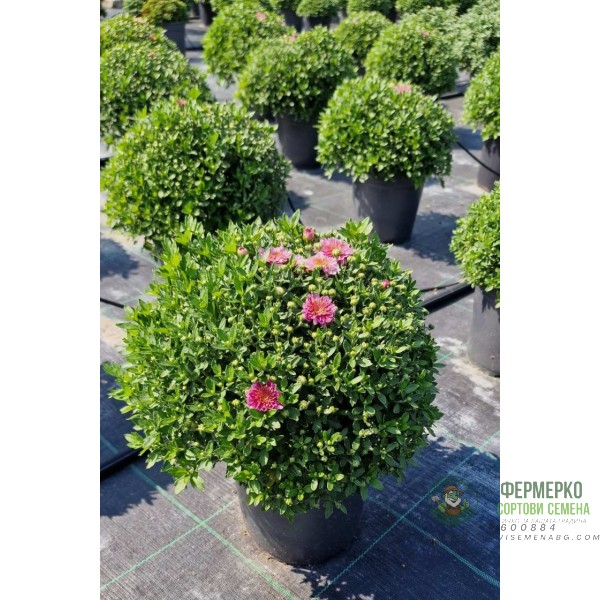 Хризантема в саксия - Ф17 (различни цветове)