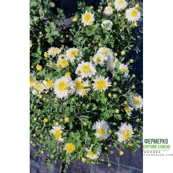 Хризантема в саксия - Ф17 (различни цветове)