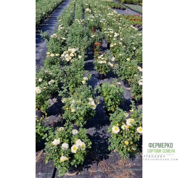 Хризантема в саксия - Ф17 (различни цветове)