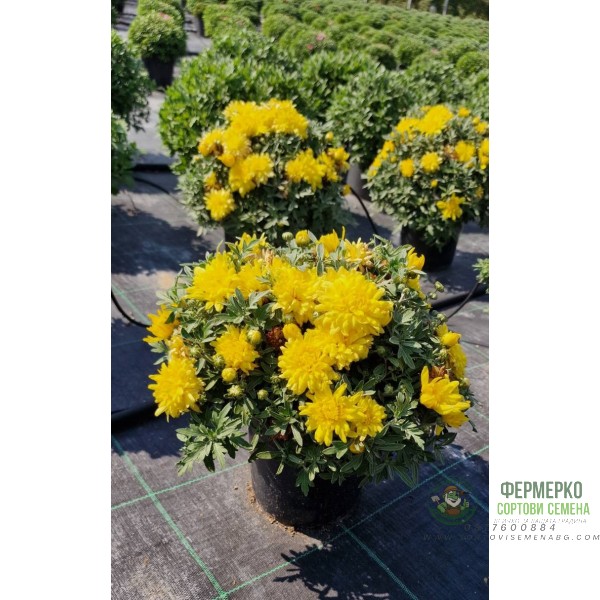 Хризантема в саксия - Ф17 (различни цветове)