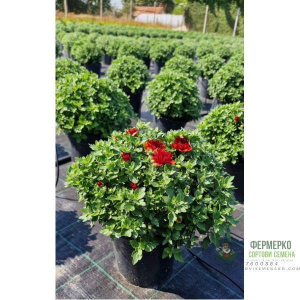 Хризантема в саксия - Ф17 (различни цветове)