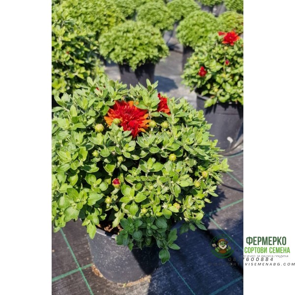 Хризантема в саксия - Ф17 (различни цветове)