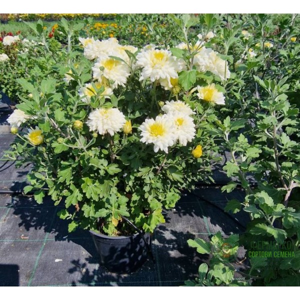 Лятна Хризантема в саксия Ф17 (бяла) - цъфти цяло лято