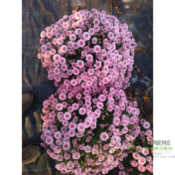 Хризантема в саксия - Ф17 (различни цветове)