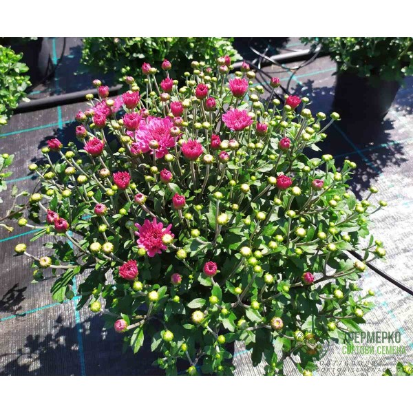 Хризантема в саксия - Ф17 (различни цветове)