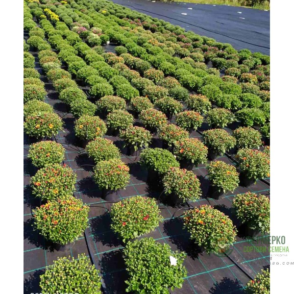 Хризантема в саксия - Ф17 (различни цветове)