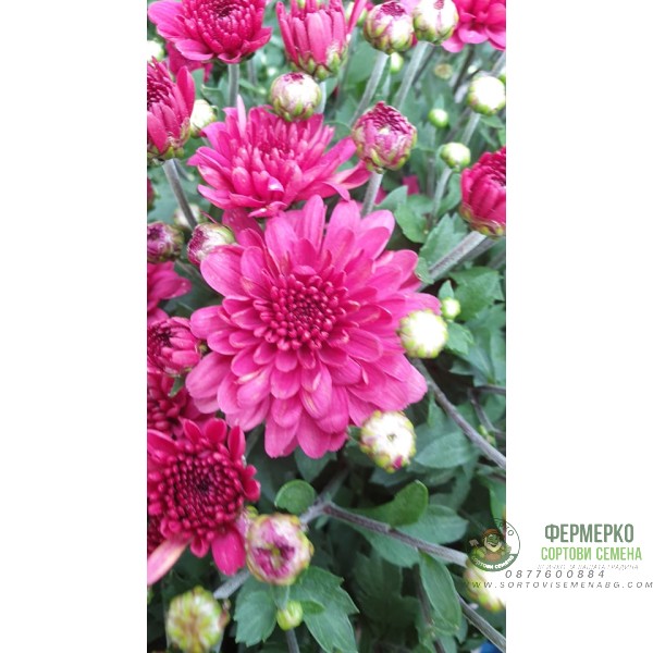 Хризантема в саксия - Ф17 (различни цветове)