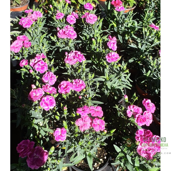 Разсад от Kapaмфил мини - различни цветове