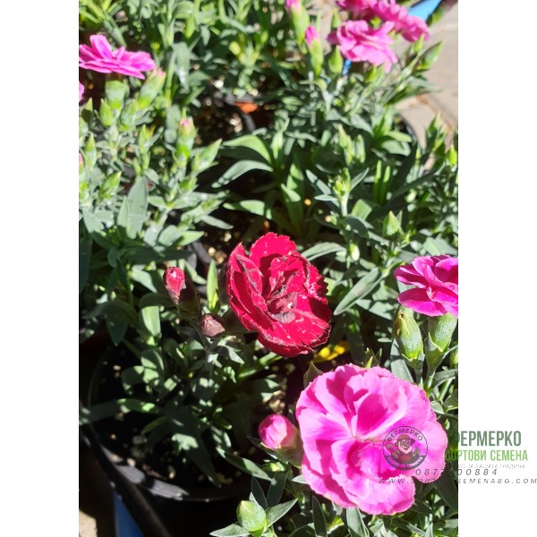 Разсад от Kapaмфил мини - различни цветове