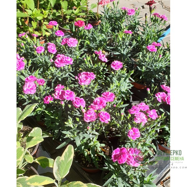 Разсад от Kapaмфил мини - различни цветове