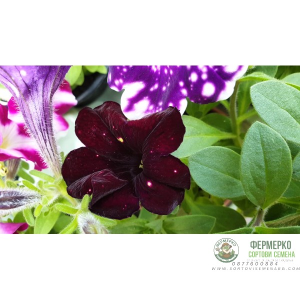 Каскадна петуния във висяща саксия с кука - различни цветове