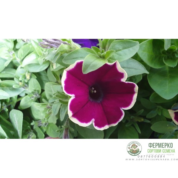 Каскадна петуния във висяща саксия с кука - различни цветове