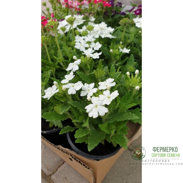 Каскадна Вербена в саксия - различни цветове