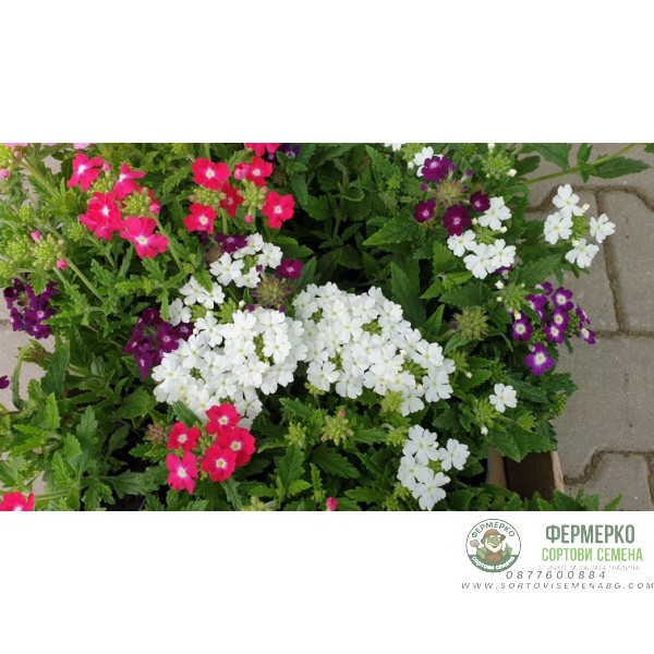 Каскадна Вербена в саксия - различни цветове