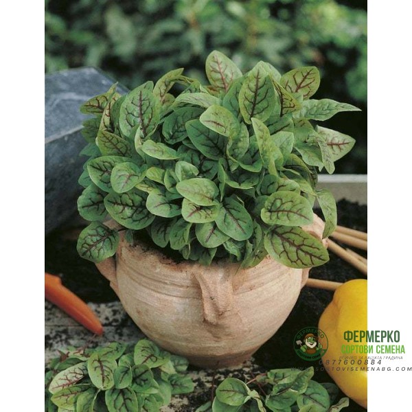 Киселец с червени жилки в саксия Rumex red blood