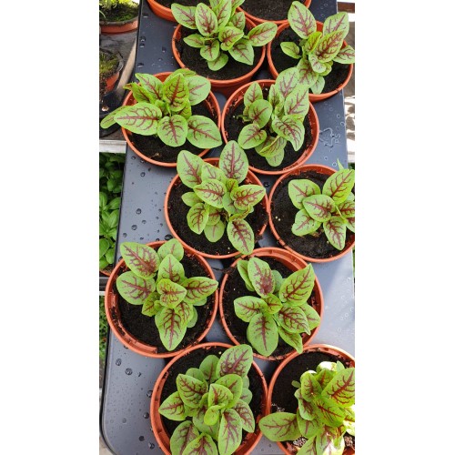 Киселец с червени жилки в саксия / Rumex red blood
