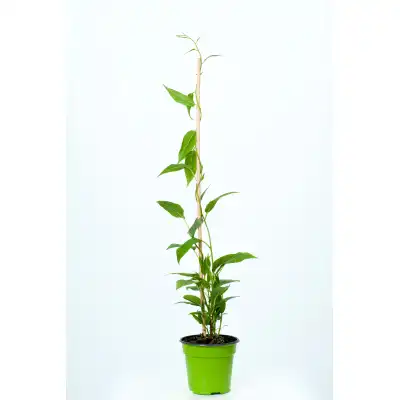 Киви - KIWI BERRY Actinidia Arguta (Самоопрашващо се,Студоустойчиво)