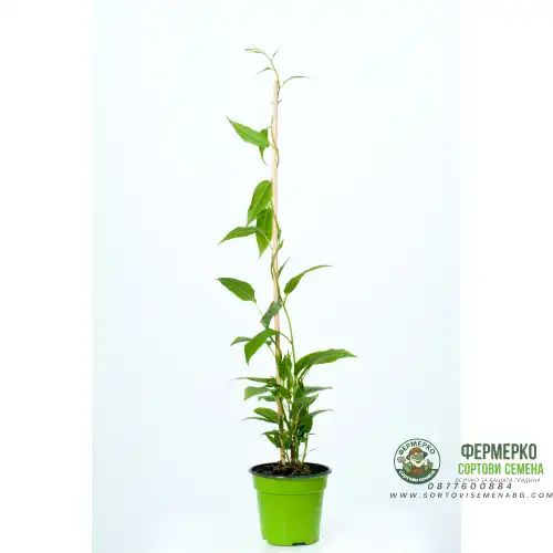 Киви - KIWI BERRY Actinidia Arguta (Самоопрашващо се,Студоустойчиво)