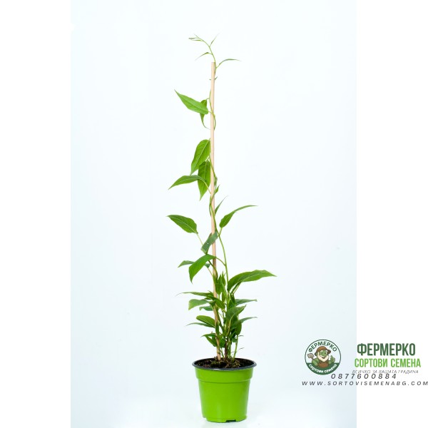 Киви - KIWI BERRY Actinidia Arguta (Самоопрашващо се,Студоустойчиво)