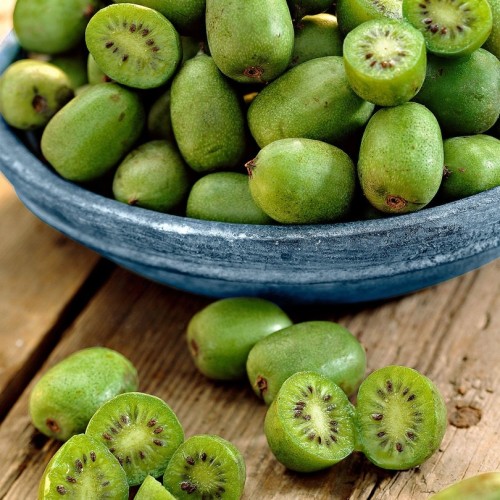 Киви - KIWI BERRY Actinidia Arguta (Самоопрашващо се,Студоустойчиво)