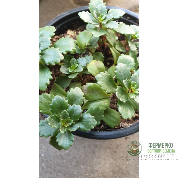 Комплект 4 броя Сукуленти и Седуми микс в саксия