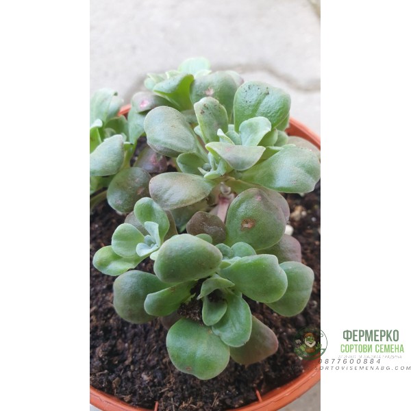 Комплект 4 броя Сукуленти и Седуми микс в саксия