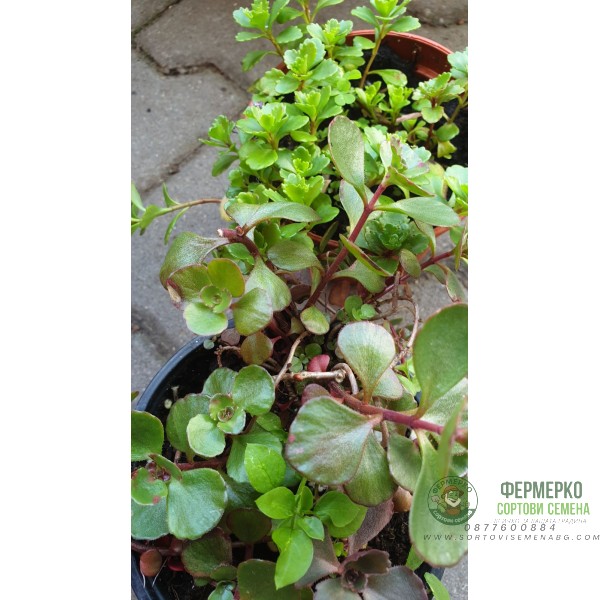 Комплект 4 броя Сукуленти и Седуми микс в саксия