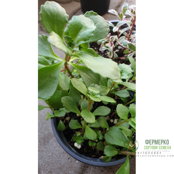 Комплект 4 броя Сукуленти и Седуми микс в саксия