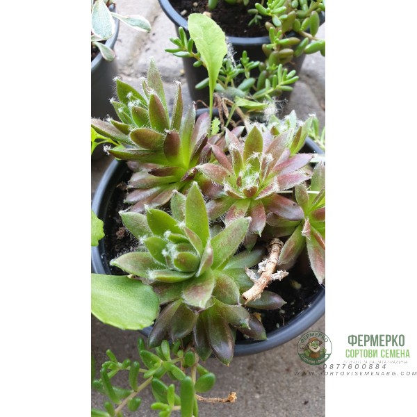 Комплект 4 броя Сукуленти и Седуми микс в саксия