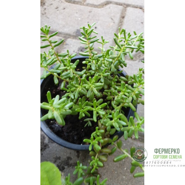 Комплект 4 броя Сукуленти и Седуми микс в саксия