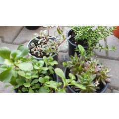 Комплект 4 броя Сукуленти и Седуми микс в саксия