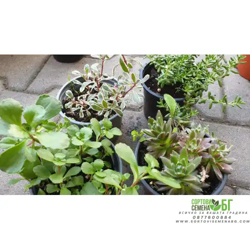 Комплект 4 броя Сукуленти и Седуми микс в саксия