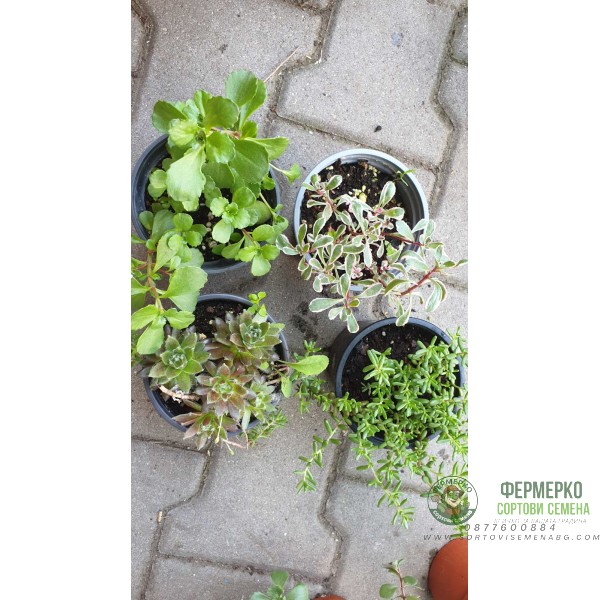 Комплект 4 броя Сукуленти и Седуми микс в саксия