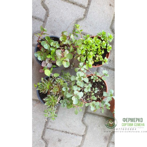 Комплект 4 броя Сукуленти и Седуми микс в саксия