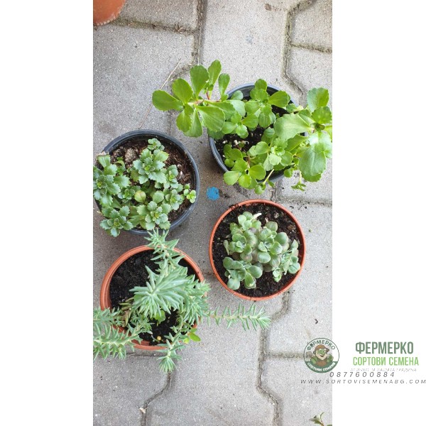 Комплект 4 броя Сукуленти и Седуми микс в саксия