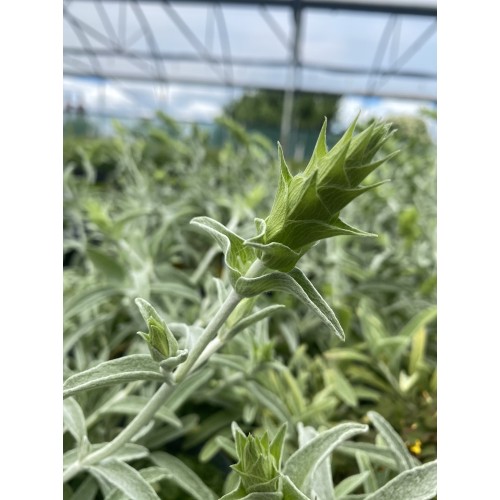 Разсад Критски чай / Sideritis syriaca