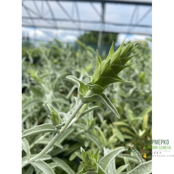 Разсад Критски чай Sideritis syriaca