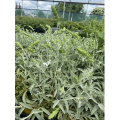 Разсад Критски чай Sideritis syriaca