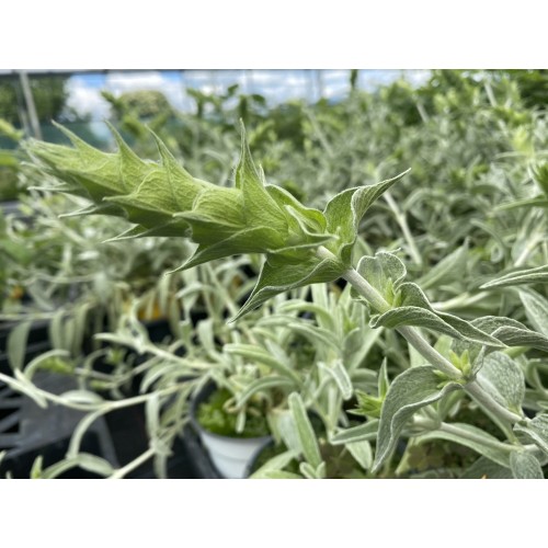 Разсад Критски чай / Sideritis syriaca