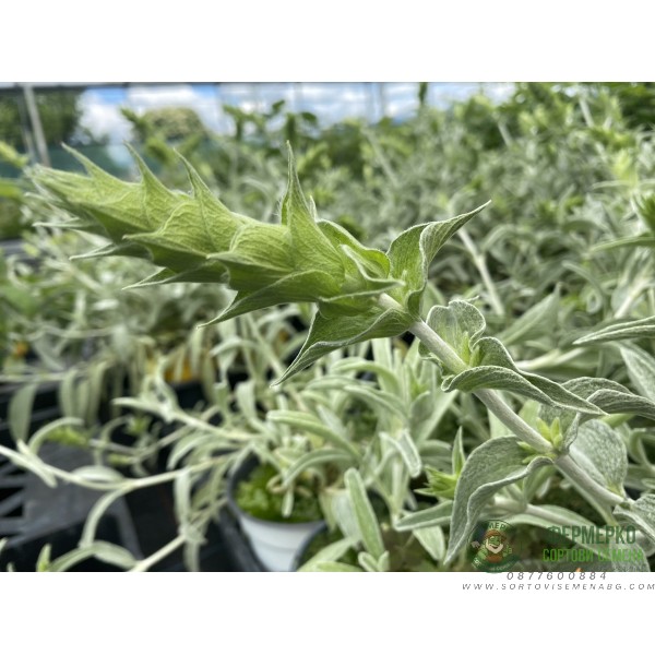 Разсад Критски чай Sideritis syriaca