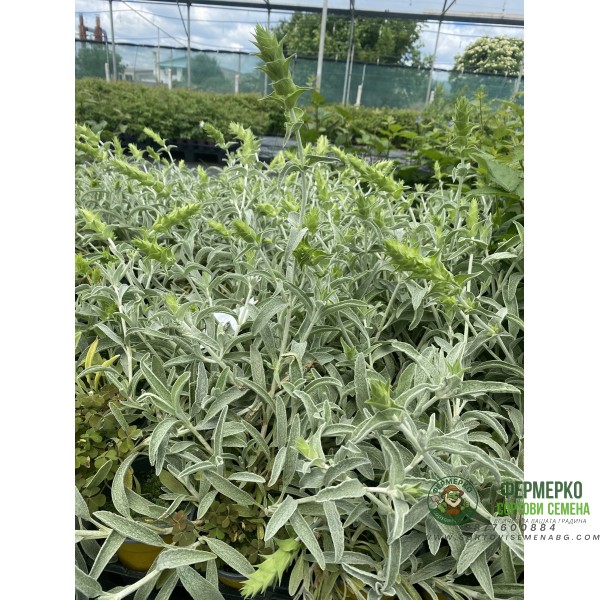 Разсад Критски чай Sideritis syriaca