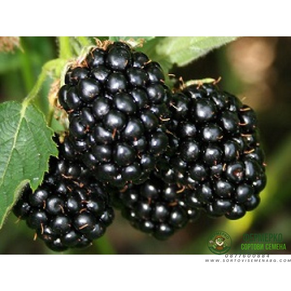 Къпина (едра) без бодли